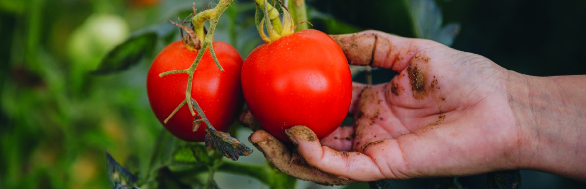 Image rapprochée d'un ramassage de tomates