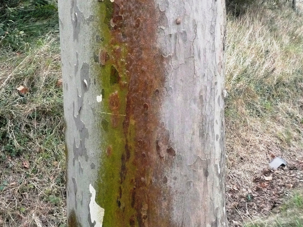 Chancre coloré
