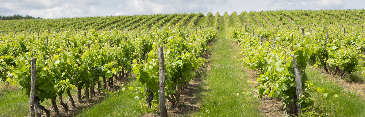 Vins de Fronton