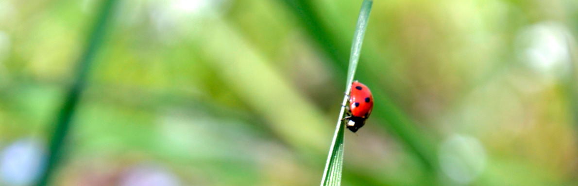 Coccinelle