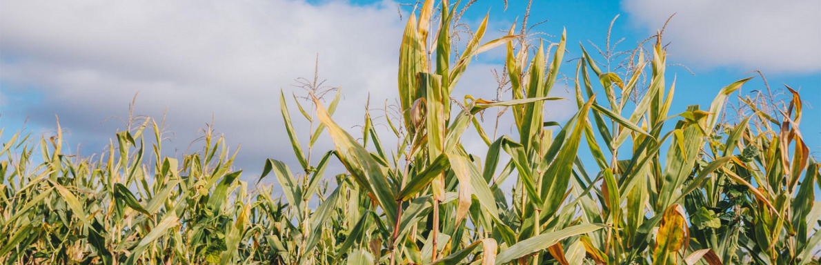 Le Conseil départemental renouvelle son engagement dans la diminution du recours aux produits phytosanitaires.