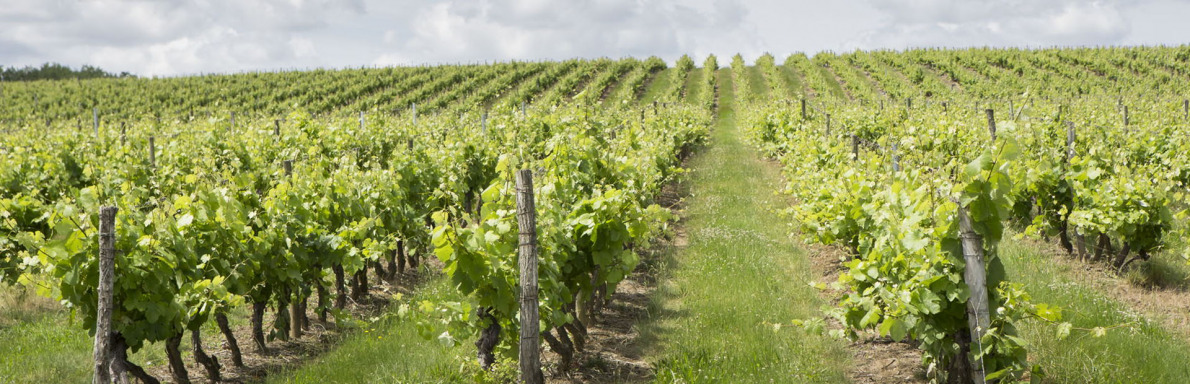 Vignoble de Fronton