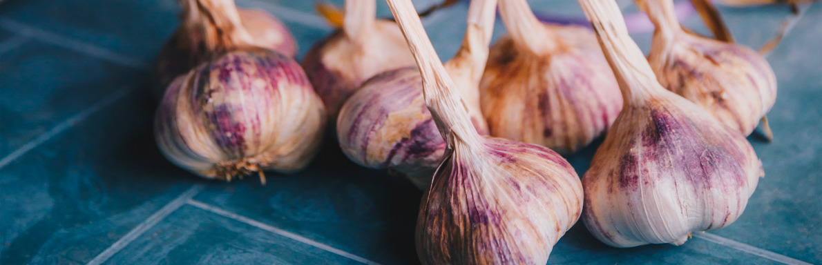 Ail Violet de Cadours