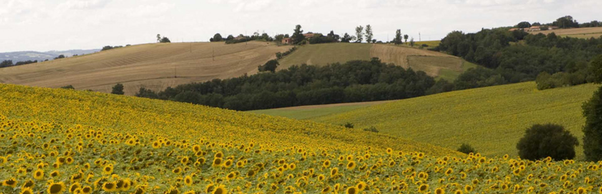 « Comment souhaitez-vous voir évoluer les paysages de Haute-Garonne les 20 prochaines années ? »