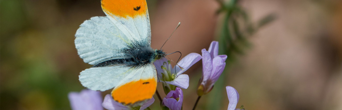 Les inventaires réalisés ont permis de recenser et d’assurer la biodiversité dans le massif de nombreuses espèces.