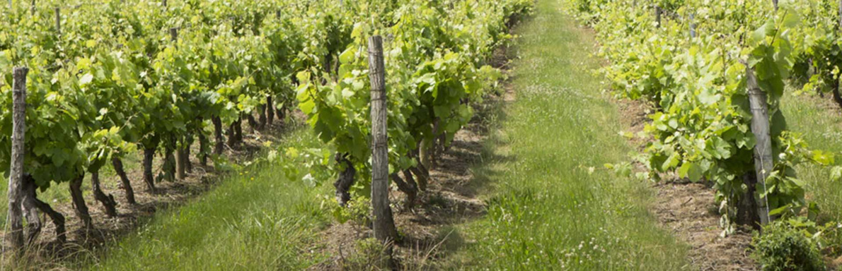 Le Frontonnais compte le plus grand nombre de vignerons engagés dans une démarche d’agriculture biologique, parmi les vignobles du Sud-Ouest. 