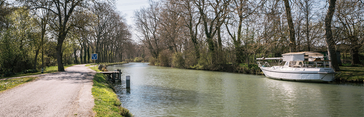 Platanes à Castanet Tolosan; le long du canal du midi