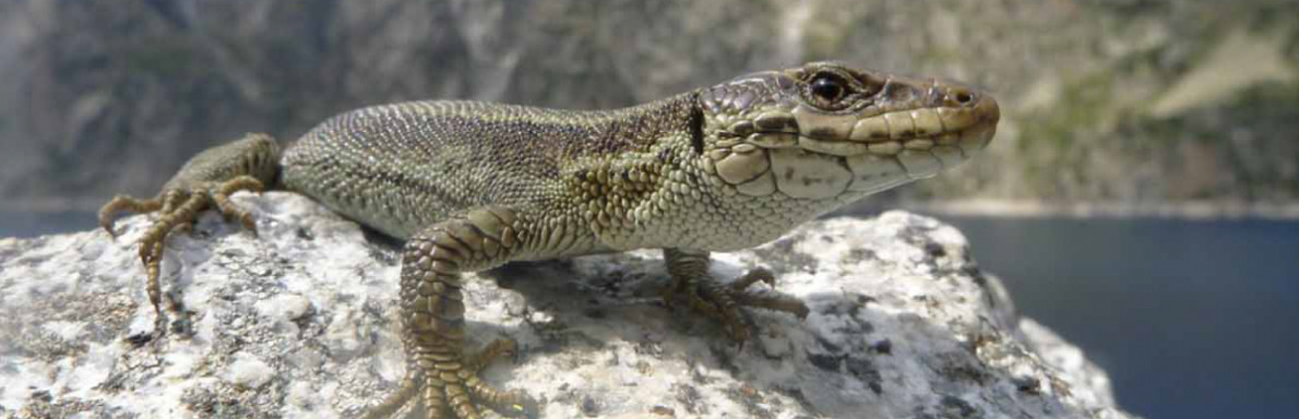 Lézard de Bonnal