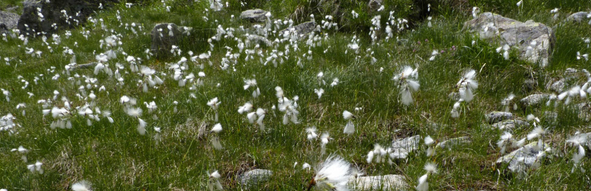 bas-marais alcalin à Eriophorum latifolium
