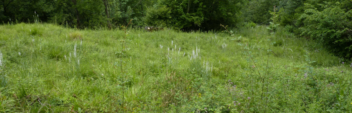 prairie calcaire à molinie et lysimaque éphémère