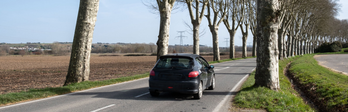 route bordée d'arbres