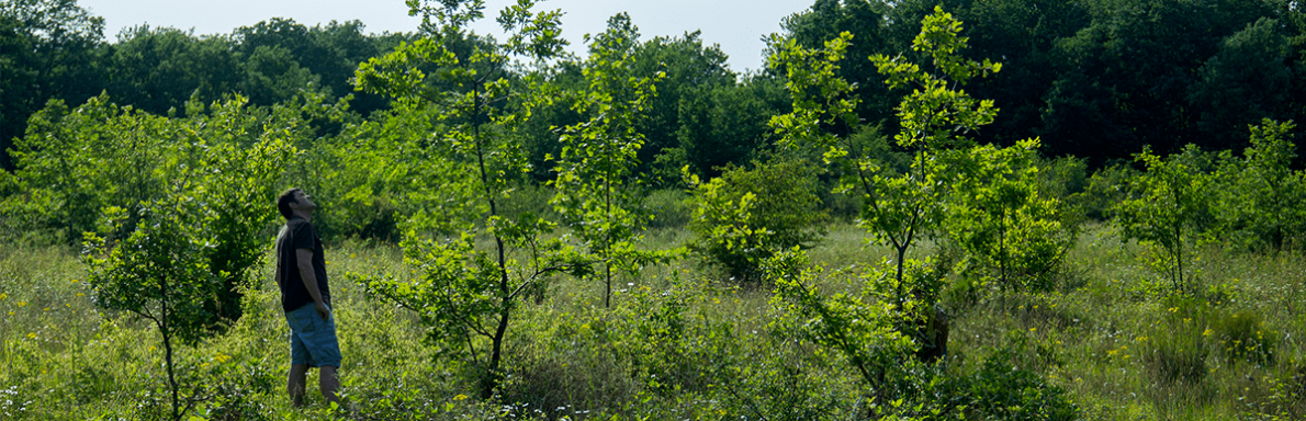 Conférence arbres et forêts