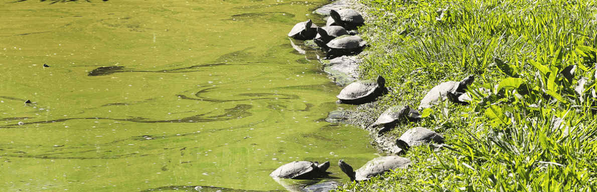 Refuge des tortues
