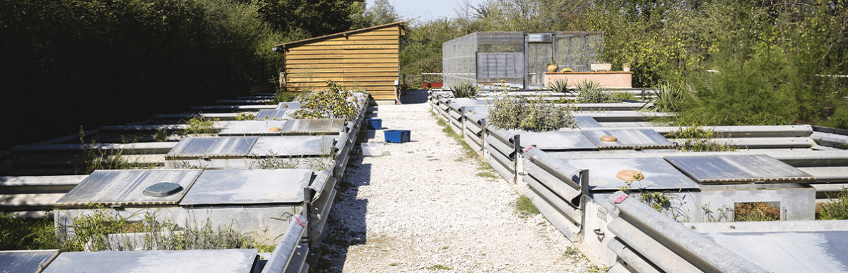 Refuge des tortues