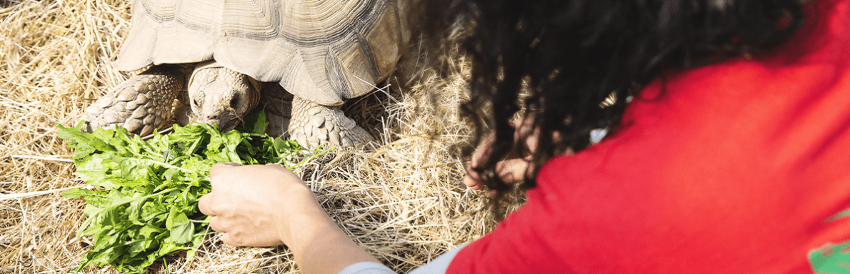 Refuge des tortues
