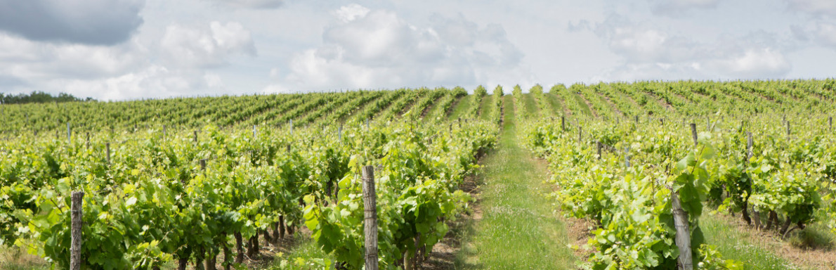 Vignes de Fronton