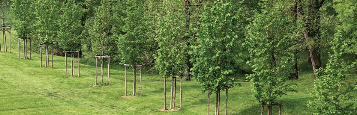 Arbres du parc du château de Laréole