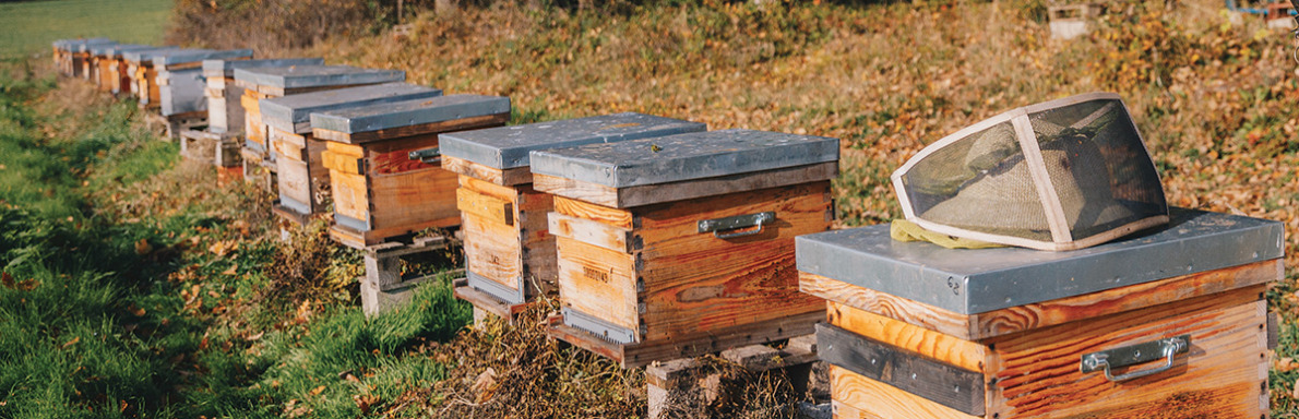 L'apiculture en Haute-Garonne