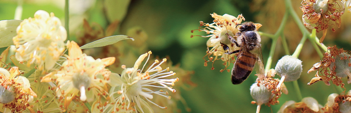 Les pollinisateurs