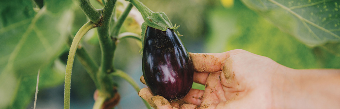 Le Département poursuit son soutien au monde agricole avec pour objectif de rapprocher le consommateur du producteur