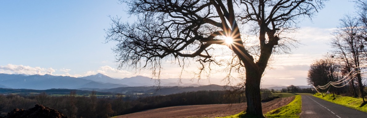 Arbre solitaire sur une route de Cassagne