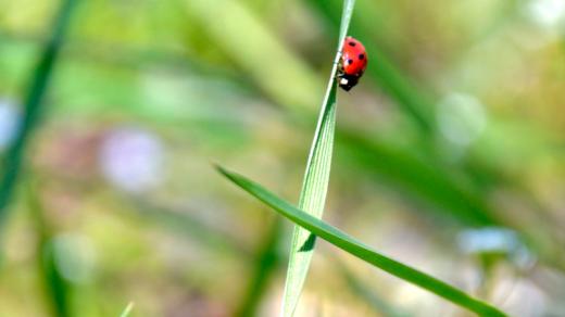 Coccinelle