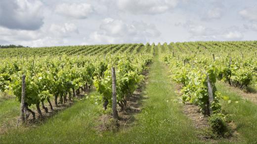 Vignoble de Fronton