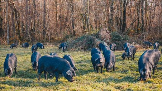 Porc noir de Bigorre