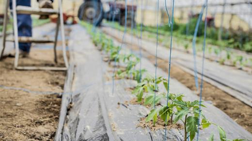 La Haute-Garonne compte 6000 exploitations agricoles.
