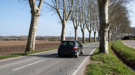 route bordée d'arbres