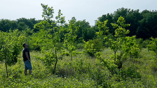 Conférence arbres et forêts