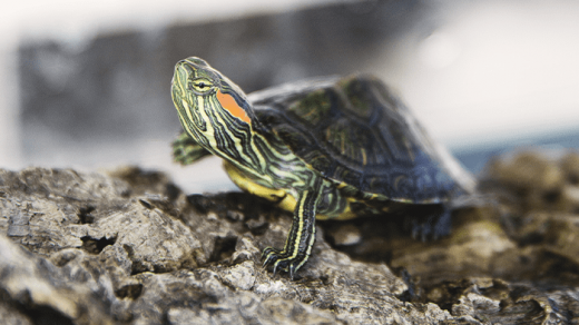 Refuge des tortues Bessières