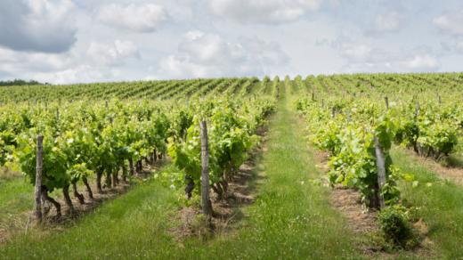 Vignes de Fronton