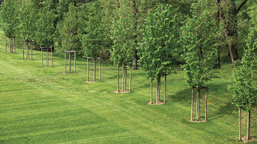 Arbres du parc du château de Laréole