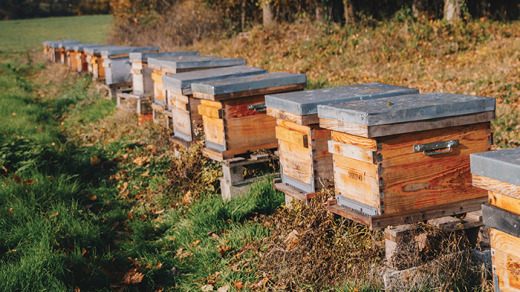 L'apiculture en Haute-Garonne