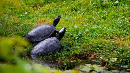 Refuge des tortues de Bessières