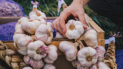 L'ail violet de Cadours est le premier AOP en France.