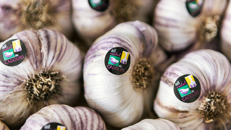 Ail violet de Cadours