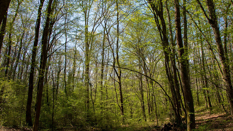 Forêt de Bouconne