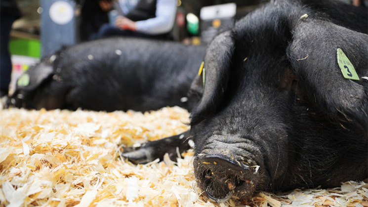Porc noir de Bigorre