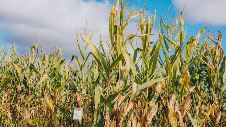 Le Conseil départemental renouvelle son engagement dans la diminution du recours aux produits phytosanitaires.