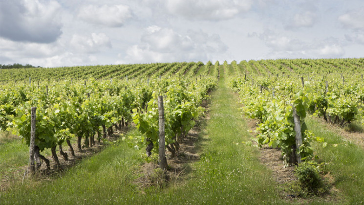 Vignoble de Fronton