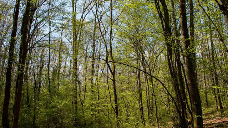 Ilôt boisé de la forêt de Bouconne