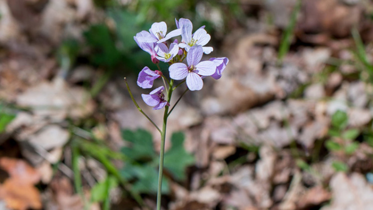 Cardamine