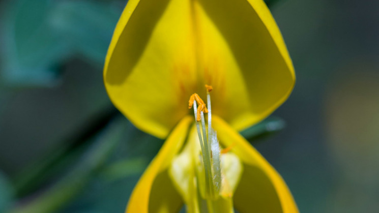 Fleur de Genêt