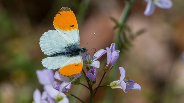 Les inventaires réalisés ont permis de recenser et d’assurer la biodiversité dans le massif de nombreuses espèces.