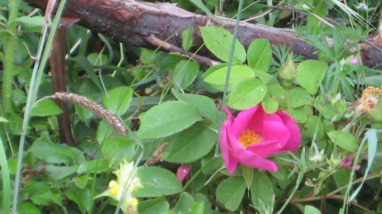 Rosa Gallica