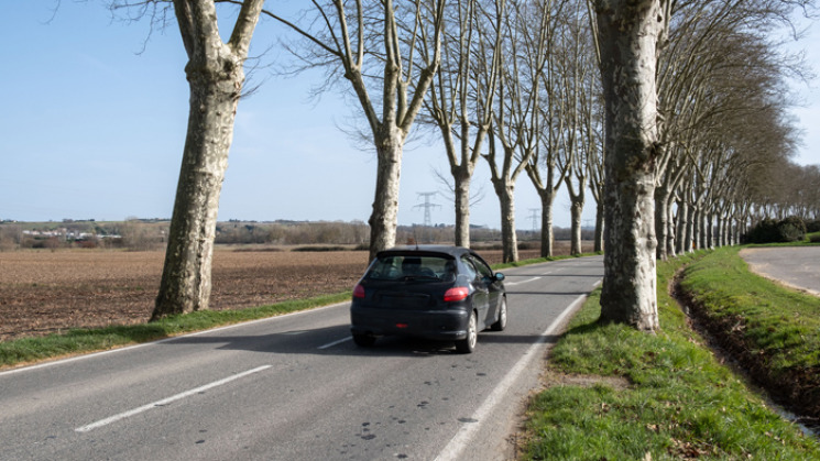 route bordée d'arbres