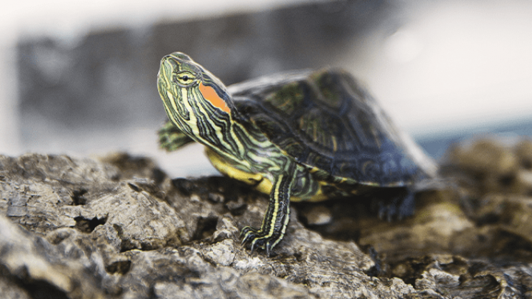 Refuge des tortues Bessières