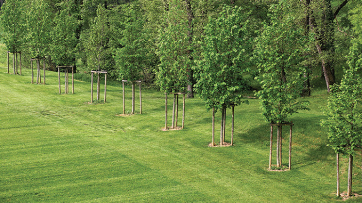 Arbres du parc du château de Laréole